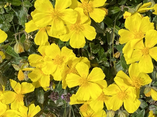 Paprastasis saulenis nuotrauka