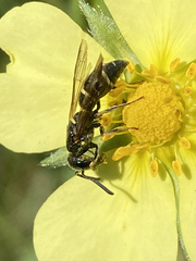 Parancistrocerus pensylvanicus
