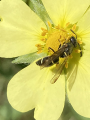 Parancistrocerus pensylvanicus