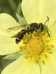 Parancistrocerus pensylvanicus