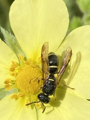 Parancistrocerus pensylvanicus