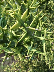 Colletia