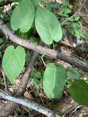 Matelea carolinensis
