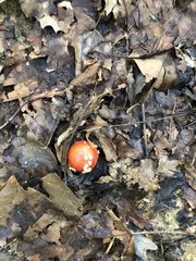 Amanita parcivolvata