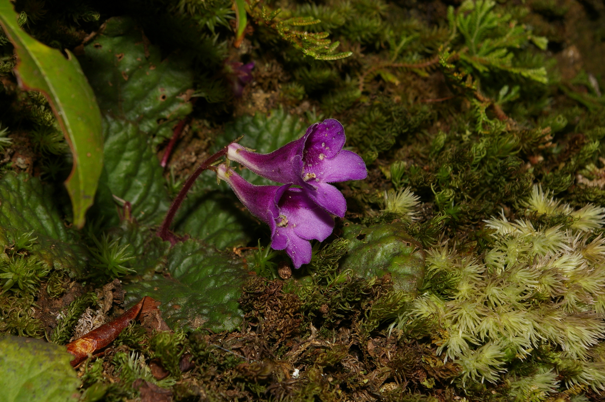 Oreocharis caobangensis — ảnh 3