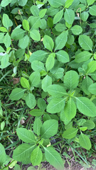 Euphorbia heterophylla