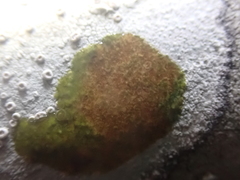 Lecanora caesiorubella caesiorubella