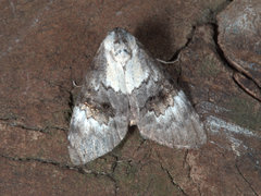 Acatapaustus leucospila