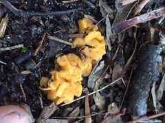 Phaeohelotium undulatum