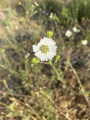 Hemizonia congesta luzulifolia