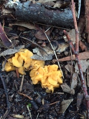 Phaeohelotium undulatum