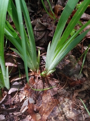 Iris verna