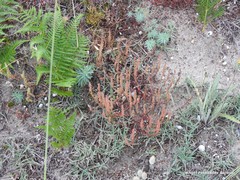 Euphorbia portlandica