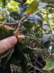 Vaccinium poasanum