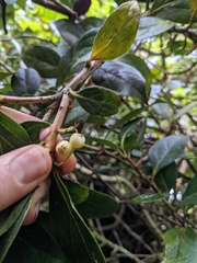 Vaccinium poasanum