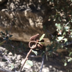 Quercus john-tuckeri