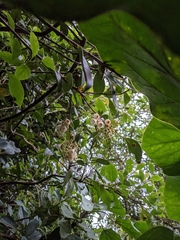 Vaccinium poasanum