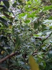 Vaccinium poasanum