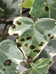 Xanthomonas campestris hederae