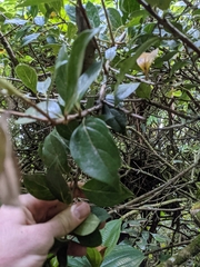 Vaccinium poasanum