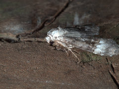 Acatapaustus leucospila