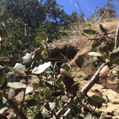 Quercus john-tuckeri