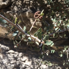 Quercus john-tuckeri
