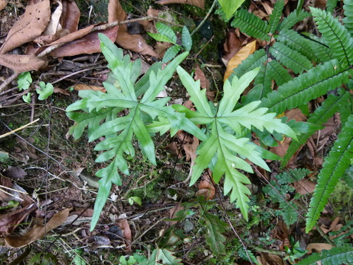 Image of Doryopteris pedata by (c) botanygirl, some rights reserved (CC BY)