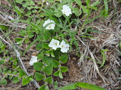 Evolvulus prostratus