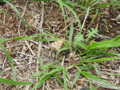 Diastictis