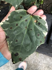 Xanthomonas campestris hederae