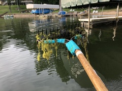 Lychnothamnus barbatus