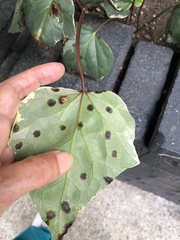 Xanthomonas campestris hederae