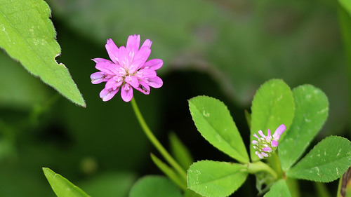 Reversed clover