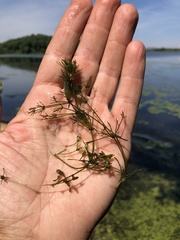 Lychnothamnus barbatus