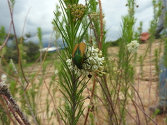 Cotinis mutabilis schaumi