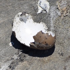 Recurvirostra americana