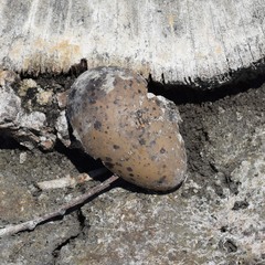 Recurvirostra americana