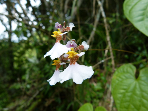 Image of Tolumnia variegata by (c) botanygirl, some rights reserved (CC BY)