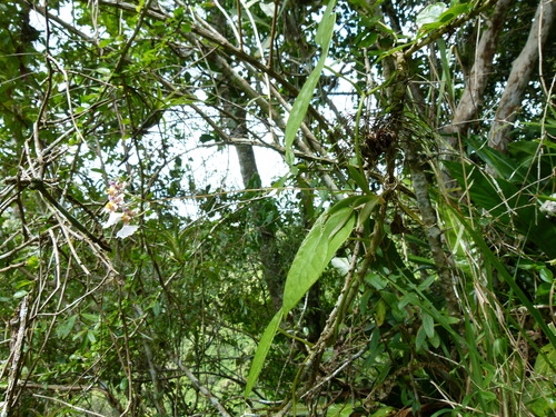 Image of Tolumnia variegata by (c) botanygirl, some rights reserved (CC BY)