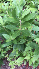 Rhododendron canadense