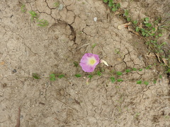 Ipomoea hartwegii