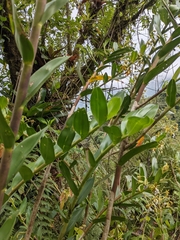Epidendrum exasperatum