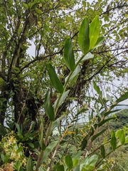 Epidendrum exasperatum