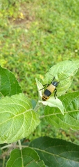 Chauliognathus tripartitus