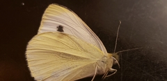 Pieris rapae