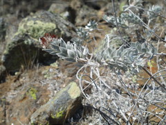 Acmispon argophyllus adsurgens