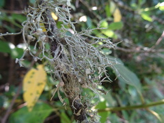 Ramalina calicaris