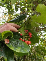 Axinaea costaricensis