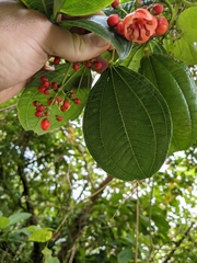 Axinaea costaricensis
